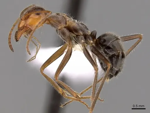 Myrmecocystus koso specimen CASENT0280535 image casent0280535_3