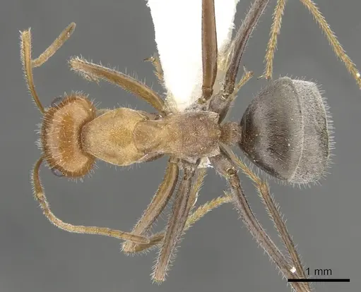 Myrmecocystus koso specimen CASENT0903194 image casent0903194_1