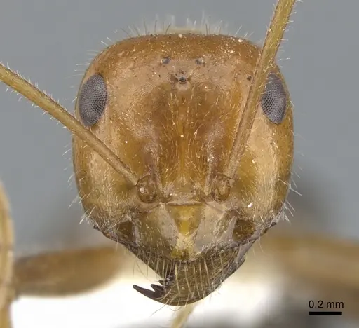 Myrmecocystus koso specimen CASENT0903194 image casent0903194_2