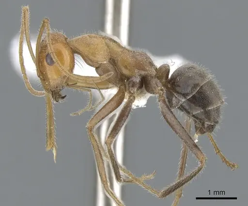 Myrmecocystus koso specimen CASENT0903194 image casent0903194_3