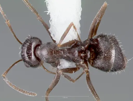 Myrmecocystus lugubris specimen CASENT0005885 image casent0005885_1