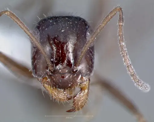 Myrmecocystus lugubris specimen CASENT0005885 image casent0005885_2