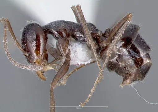 Myrmecocystus lugubris specimen CASENT0005885 image casent0005885_3