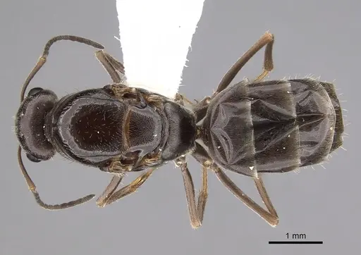 Myrmecocystus lugubris specimen CASENT0280517 image casent0280517_1