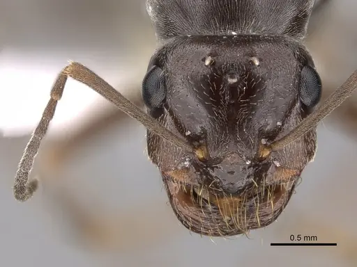 Myrmecocystus lugubris specimen CASENT0280517 image casent0280517_2