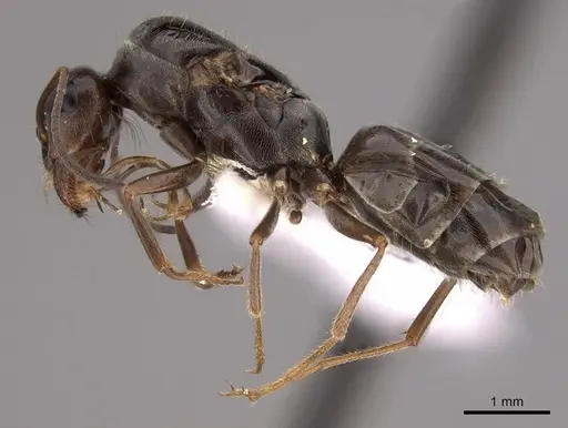 Myrmecocystus lugubris specimen CASENT0280517 image casent0280517_3