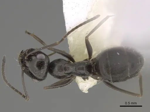 Myrmecocystus lugubris specimen CASENT0923360 image casent0923360_1