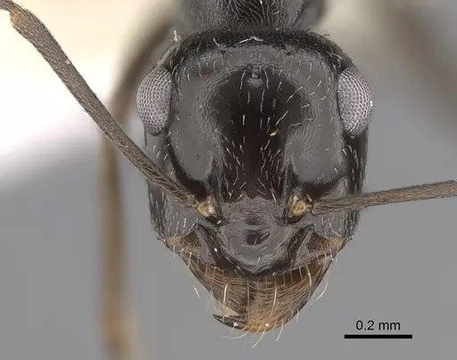 Myrmecocystus lugubris specimen CASENT0923360 image casent0923360_2