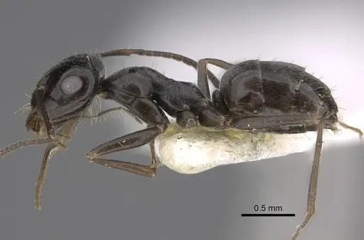 Myrmecocystus lugubris specimen CASENT0923360 image casent0923360_3