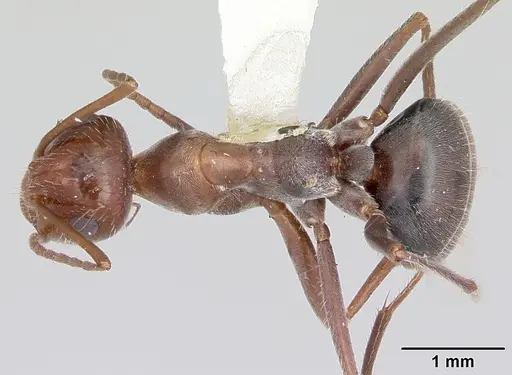 Myrmecocystus melliger specimen CASENT0103518 image casent0103518_1