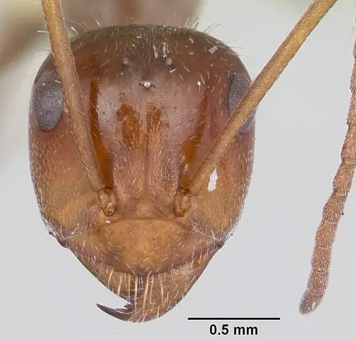 Myrmecocystus melliger specimen CASENT0103518 image casent0103518_2