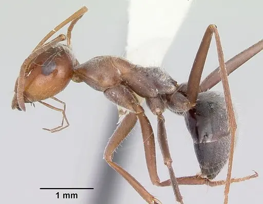 Myrmecocystus melliger specimen CASENT0103518 image casent0103518_3