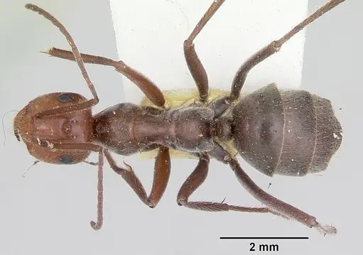 Myrmecocystus melliger specimen CASENT0105637 image casent0105637_1