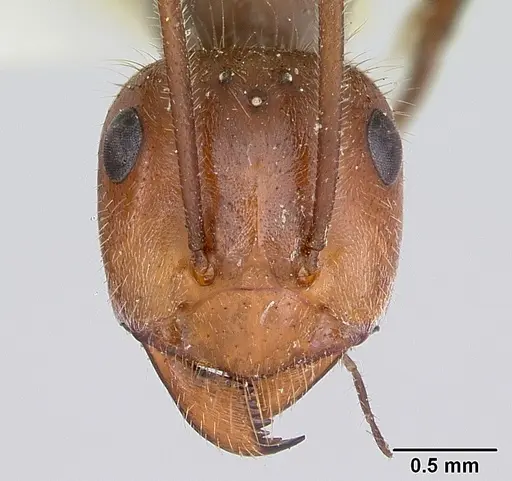 Myrmecocystus melliger specimen CASENT0105637 image casent0105637_2