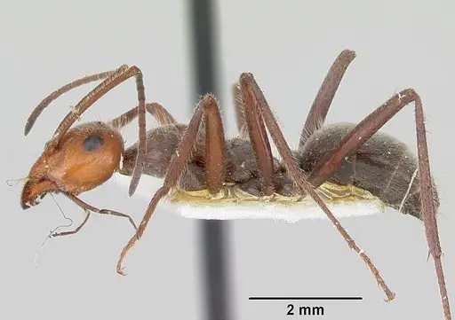 Myrmecocystus melliger specimen CASENT0105637 image casent0105637_3