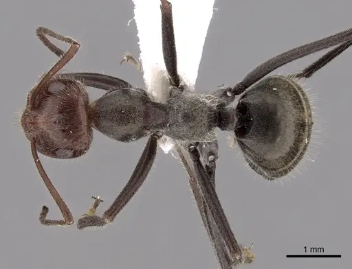 Myrmecocystus melliger specimen CASENT0280506 image casent0280506_1