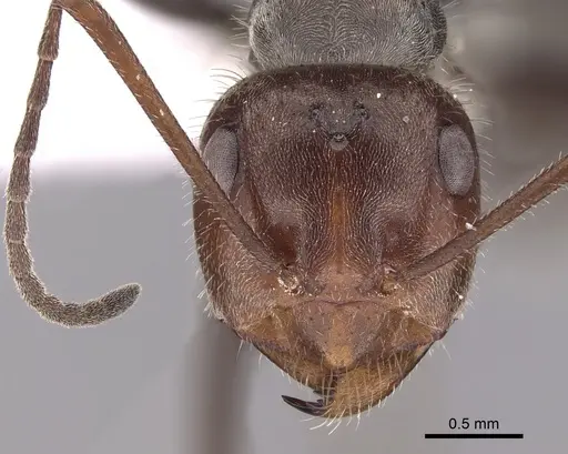 Myrmecocystus melliger specimen CASENT0280506 image casent0280506_2