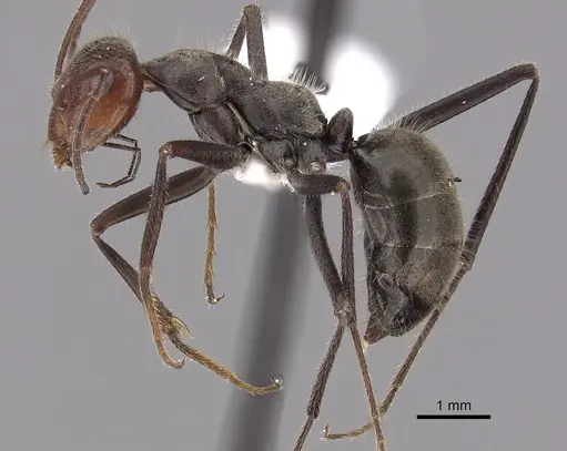 Myrmecocystus melliger specimen CASENT0280506 image casent0280506_3