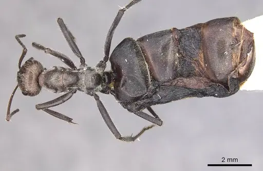 Myrmecocystus melliger specimen CASENT0911059 image casent0911059_1