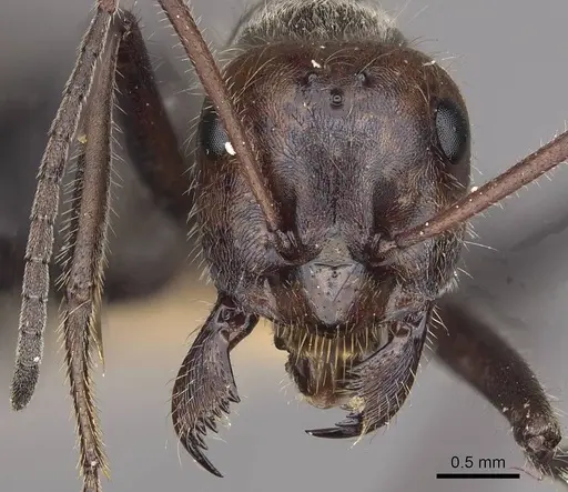 Myrmecocystus melliger specimen CASENT0911059 image casent0911059_2