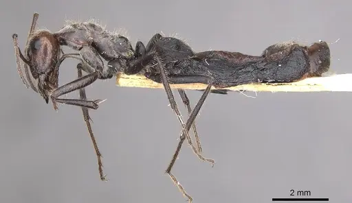 Myrmecocystus melliger specimen CASENT0911059 image casent0911059_3
