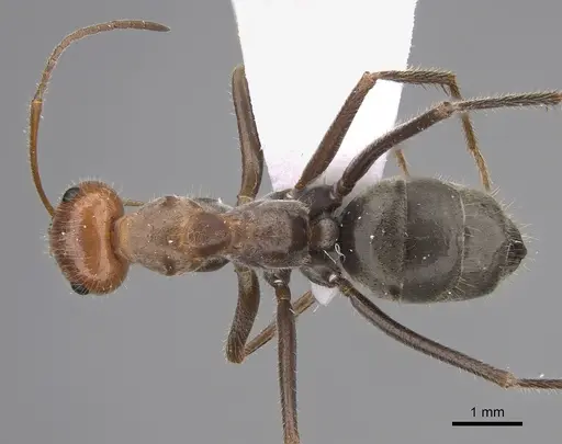 Myrmecocystus mendax specimen ASUSIBR00001132 image asusibr00001132_1