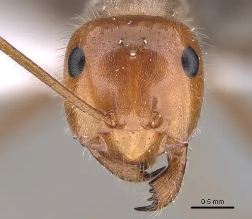 Myrmecocystus mendax specimen ASUSIBR00001132 image asusibr00001132_2