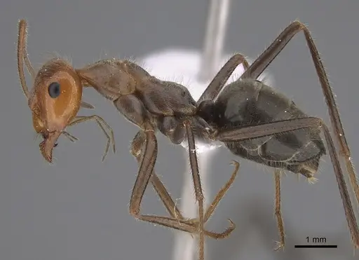 Myrmecocystus mendax specimen ASUSIBR00001132 image asusibr00001132_3