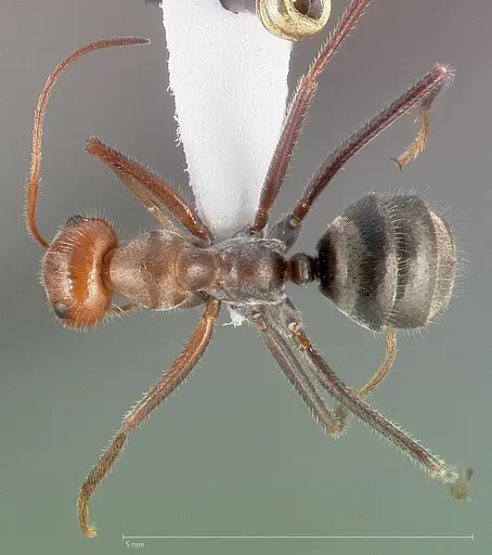 Myrmecocystus mendax specimen CASENT0005413 image casent0005413_1