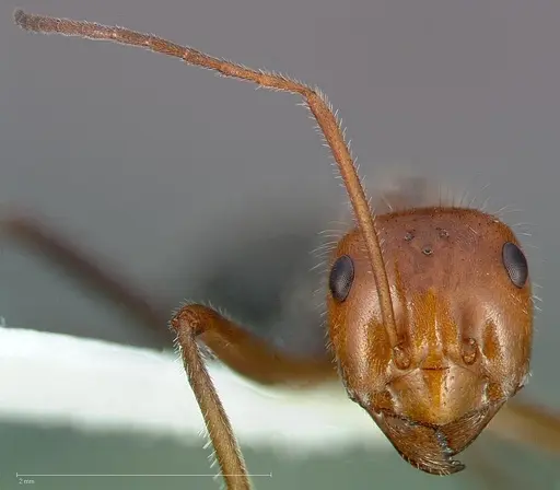 Myrmecocystus mendax specimen CASENT0005413 image casent0005413_2