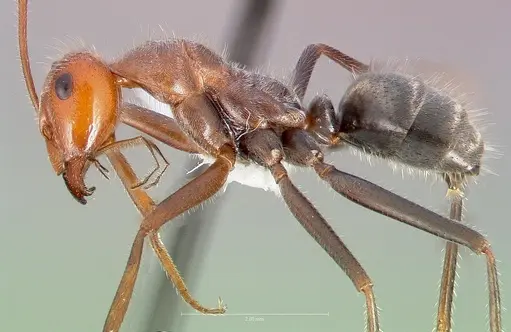 Myrmecocystus mendax specimen CASENT0005413 image casent0005413_3