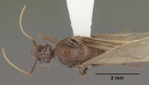 Myrmecocystus mendax specimen CASENT0102812 image casent0102812_1