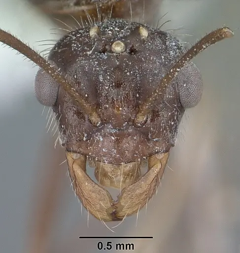 Myrmecocystus mendax specimen CASENT0102812 image casent0102812_2