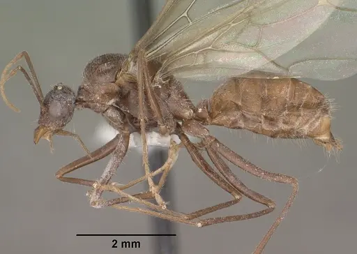Myrmecocystus mendax specimen CASENT0102812 image casent0102812_3