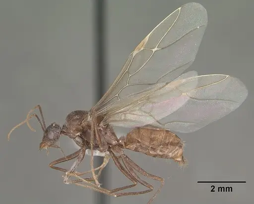 Myrmecocystus mendax specimen CASENT0102812 image casent0102812_4