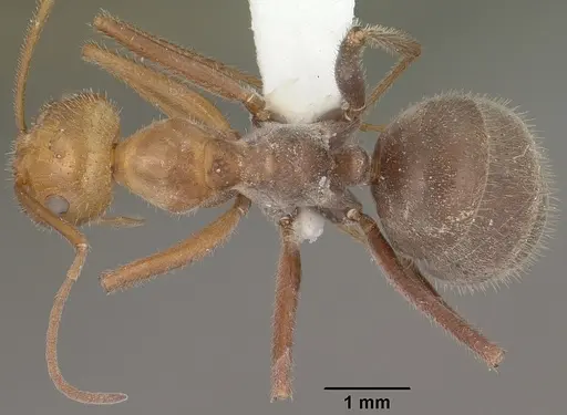 Myrmecocystus mendax specimen CASENT0102813 image casent0102813_1