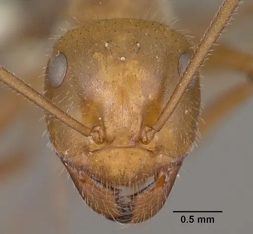 Myrmecocystus mendax specimen CASENT0102813 image casent0102813_2
