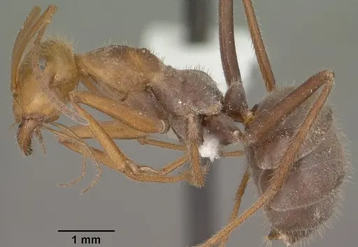 Myrmecocystus mendax specimen CASENT0102813 image casent0102813_3