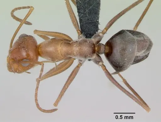 Myrmecocystus mendax specimen CASENT0118146 image casent0118146_1