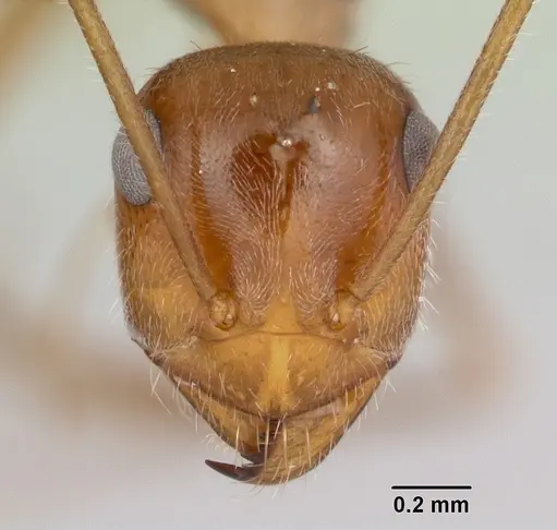 Myrmecocystus mendax specimen CASENT0118146 image casent0118146_2