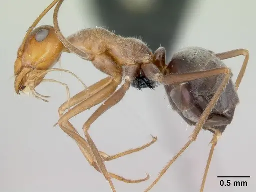 Myrmecocystus mendax specimen CASENT0118146 image casent0118146_3