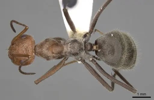 Myrmecocystus mendax specimen CASENT0280504 image casent0280504_1