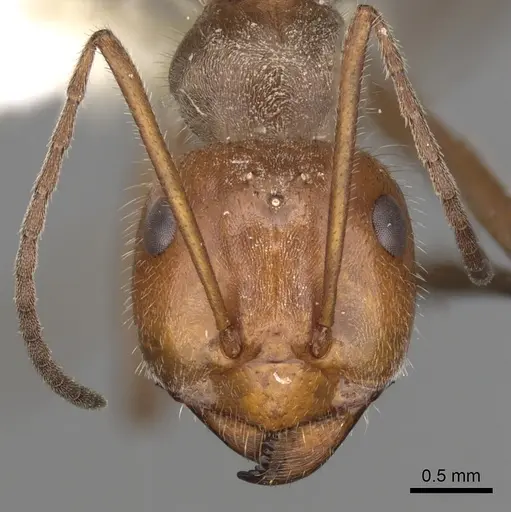 Myrmecocystus mendax specimen CASENT0280504 image casent0280504_2
