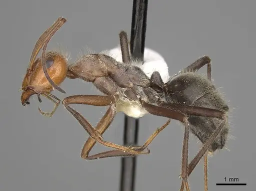 Myrmecocystus mendax specimen CASENT0280504 image casent0280504_3