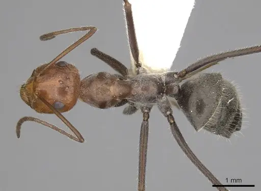 Myrmecocystus mendax specimen CASENT0280505 image casent0280505_1