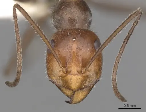 Myrmecocystus mendax specimen CASENT0280505 image casent0280505_2