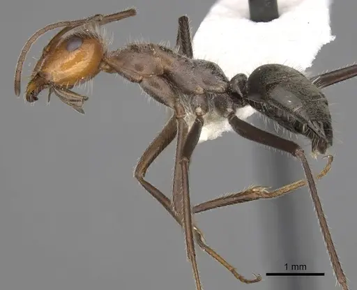 Myrmecocystus mendax specimen CASENT0280505 image casent0280505_3