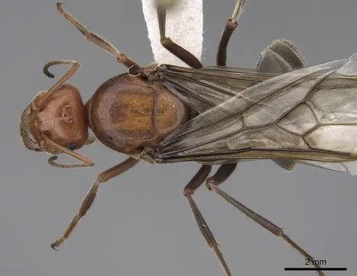 Myrmecocystus mendax specimen CASENT0862009 image casent0862009_1