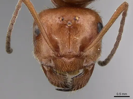 Myrmecocystus mendax specimen CASENT0862009 image casent0862009_2