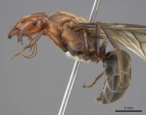 Myrmecocystus mendax specimen CASENT0862009 image casent0862009_3